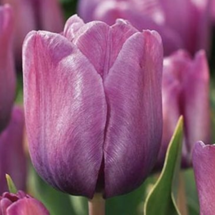 Bleu Aimable Tulip Bulbs  6 Pack