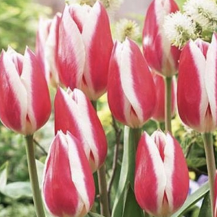 Candy Apple Delight Tulip Bulbs 6 Pack