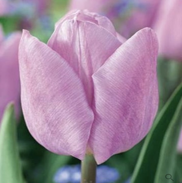 Candy Prince Tulip Bulbs 6 Pack