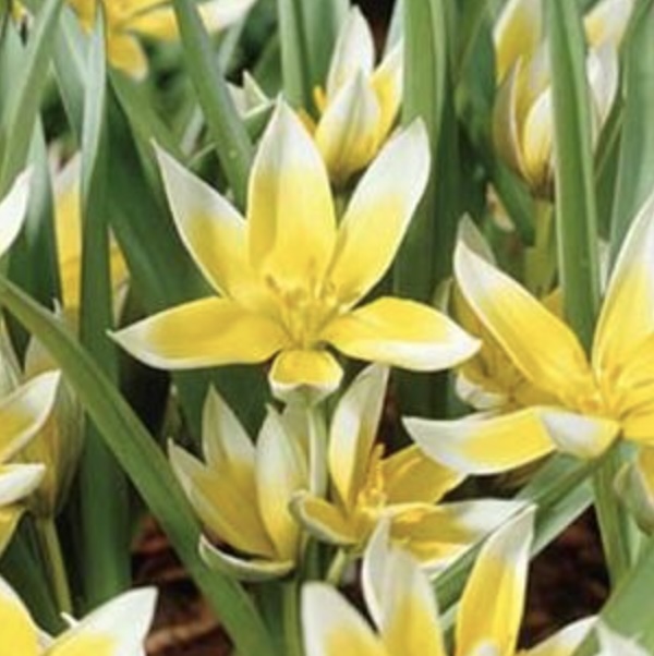 Dasystemon Tarda Miniature Tulip Bulbs  6 Pack