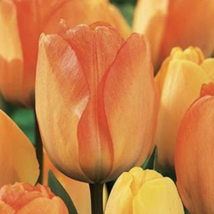 Daydream Tulip Bulb 25 Pack