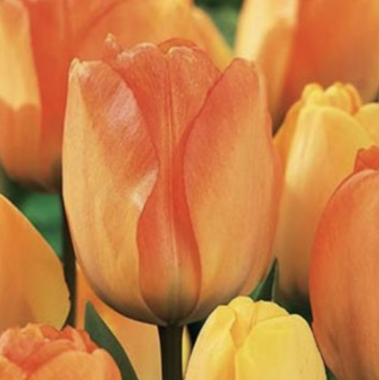 Daydream Tulip Bulb 6 Pack