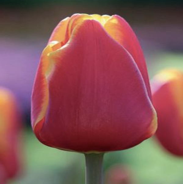 Denmark Tulip Bulbs 6 Pack