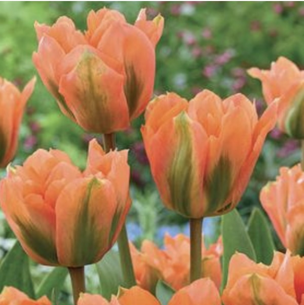 Disneyland Paris Tulip Bulbs 6 Pack