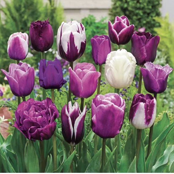 Some Enchanted Evening Tulip Bulbs  Symphony of Colors 18 Pack