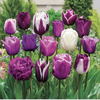 Some Enchanted Evening Tulip Bulbs  Symphony of Colors 18 Pack