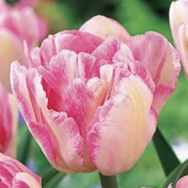 Foxtrot Tulip Bulbs 25 Pack 