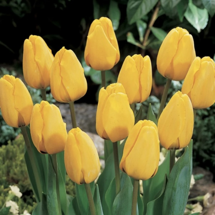 Golden Apeldoorn Tulip Bulbs 25 Pack