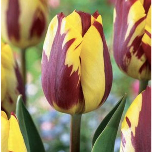 Helmar Tulip Bulbs 6 Pack