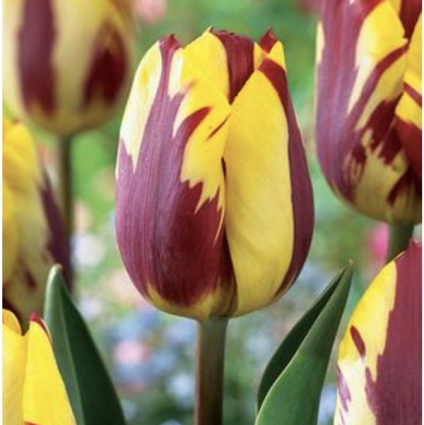 Helmar Tulip Bulbs 6 Pack