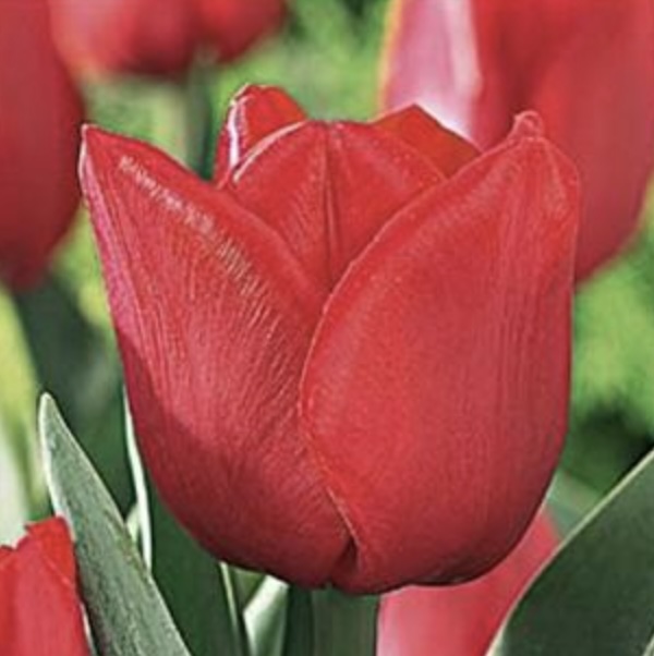 Ile de France Tulip Bulbs 6 Pack