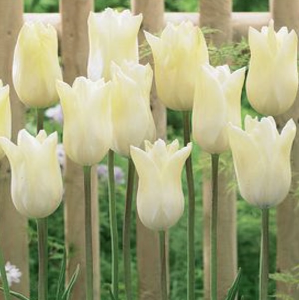 Ivory Proud Tulip Bulbs 6 Pack
