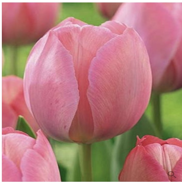 Mystic van Eijk Tulip Bulbs 25 Bulbs