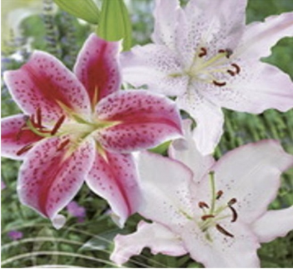 My Fair Lady Lily Mix  16 Pack