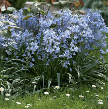 Blue Spanish Bluebell Bulb Mix 10 Pack