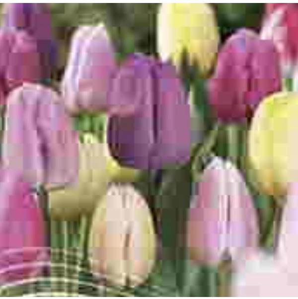 April in Paris Symphony of Colors Tulip Bulb Mix 18 Pack