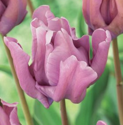 James Last Tulip Bulbs 6 Pack