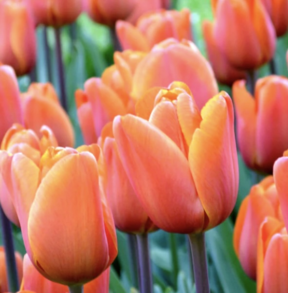 Kings Orange Tulip Bulbs 6 Pack