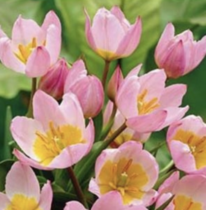 Lilac Wonder Miniature Tulip Bulbs 6 Pack