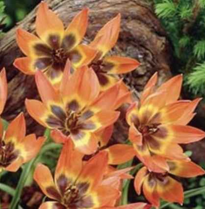 Little Princess Miniature Tulip Bulbs 6 Pack