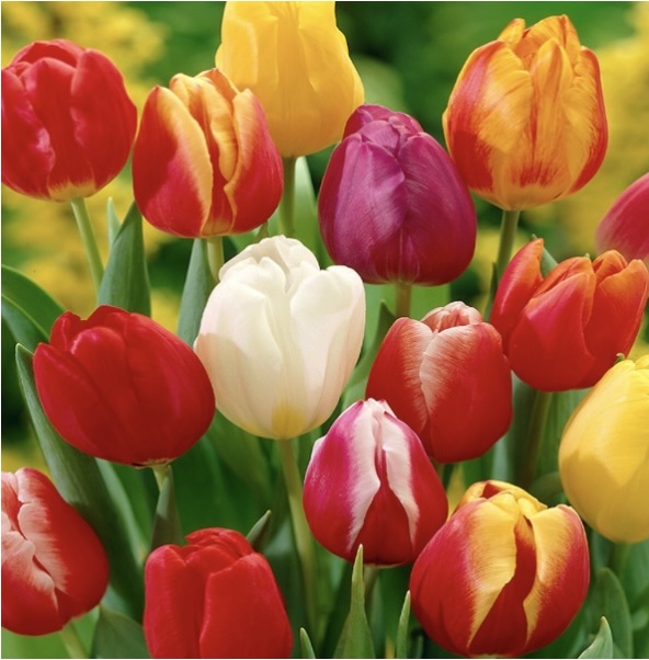Darwin Hybrid Tulip Mix 25 Bulbs