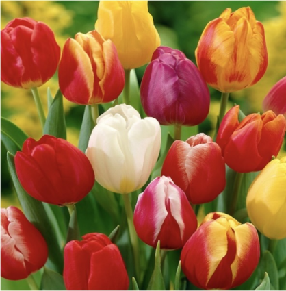 Darwin Hybrid Tulip Mix 25 Bulbs