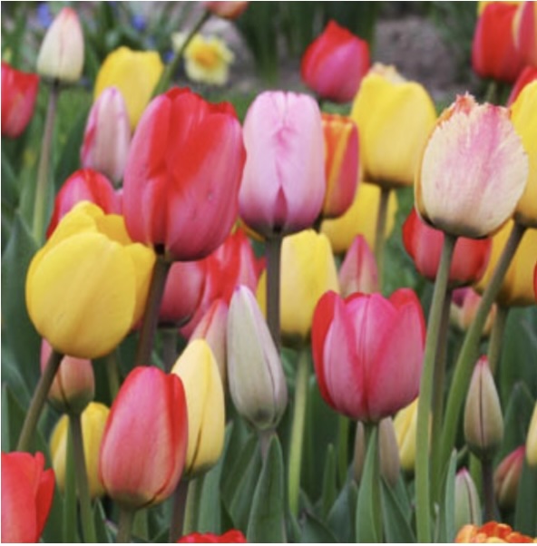 Mixed Triumph Tulip Bulbs 25 Pack