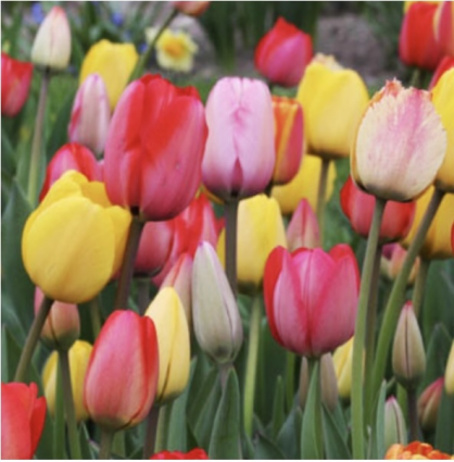 Mixed Triumph Tulip Bulbs 25 Pack