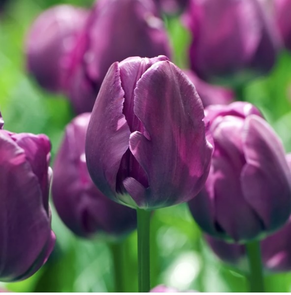 Negrita Tulip Bulbs 25 Pack