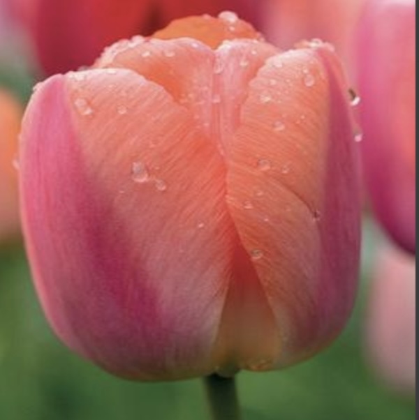 Orange Pride Tulip Bulbs 6 Pack