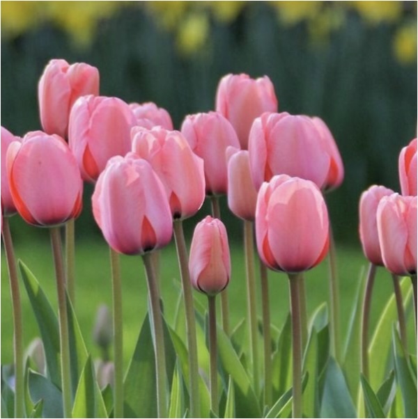 Pink Impression Tulip Bulbs 25 Pack