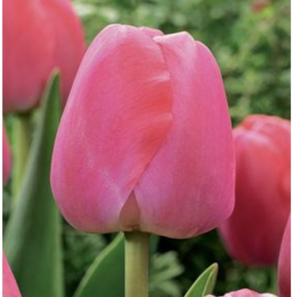 Pink Pride Tulip Bulbs 6 Pack