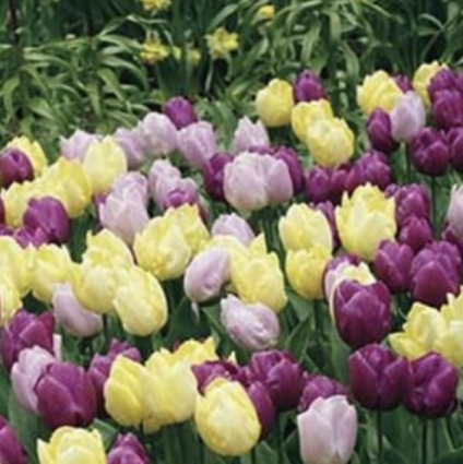 Prince Gardens Mixed Tulip Bulbs 25 Pack