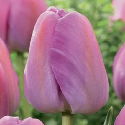 Purple Pride Tulip Bulbs 6 Pack