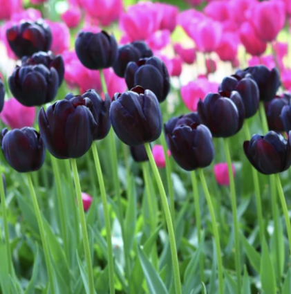 Queen of Night Tulip Bulbs 6 Pack