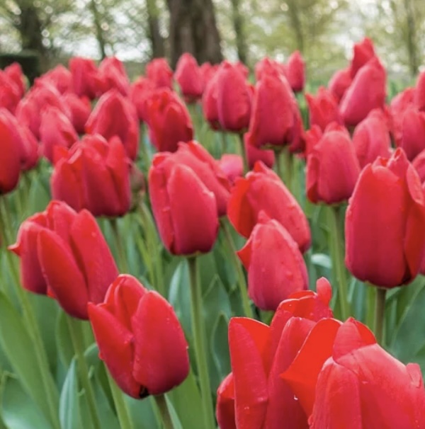 Red Pride Tulip Bulbs 6 Pack