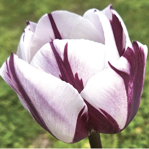 Rems Favorite Tulip Bulbs 6 Pack