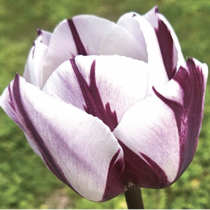 Rems Favorite Tulip Bulbs 6 Pack