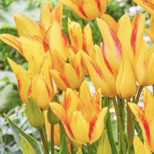 Royal Georgette Tulip Bulbs 6 Pack