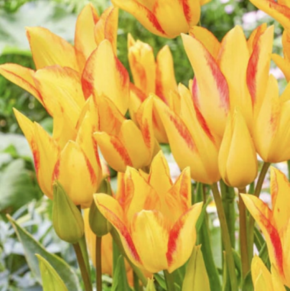 Royal Georgette Tulip Bulbs 6 Pack