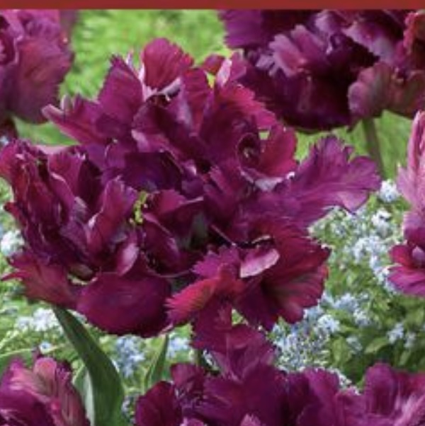 Secret Parrot Tulip Bulbs 6 Pack