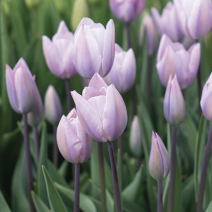 Silver Cloud Tulip Bulbs 6 Pack