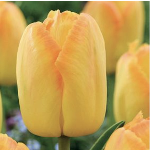 Yellow Pride Tulip Bulbs 6 Pack