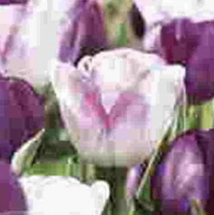 Days of Wine and Roses Tulip Bulbs 18 Pack 