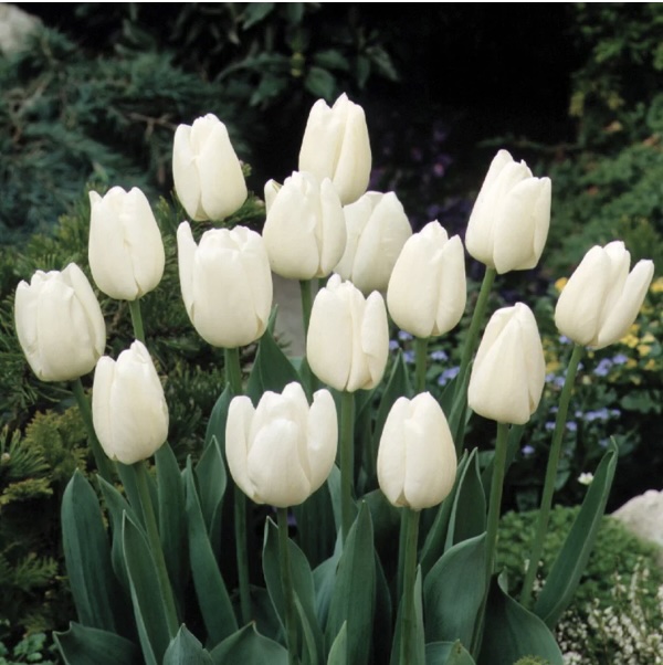 White Dream Tulip Bulbs 25 Pack