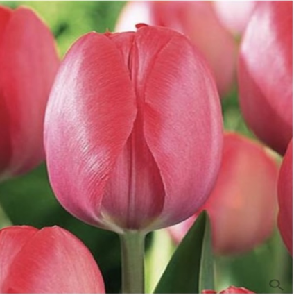 Van Eijk Tulip Bulbs 25 Pack