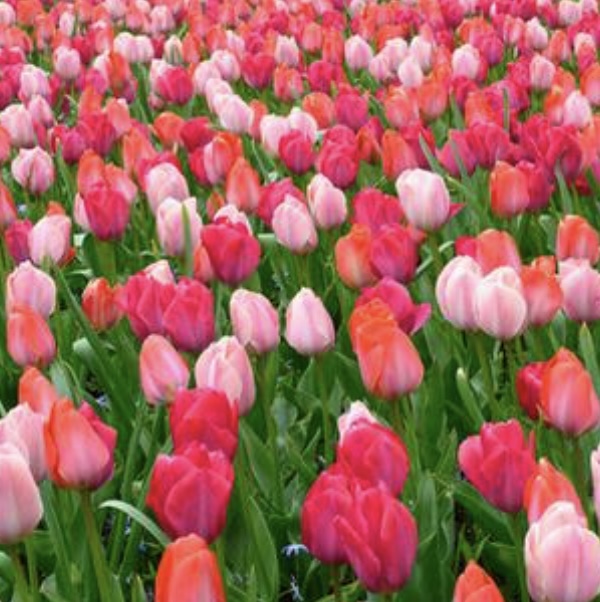 Van Eijk Garden Mix Tulip Bulbs 25 Pack
