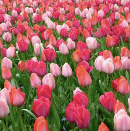 Van Eijk Garden Mix Tulip Bulbs 25 Pack