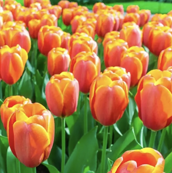  Triple A Tulip Bulbs 6 Pack