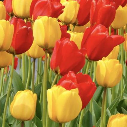 Strong Garden Mix Tulip Bulbs 25 Pack